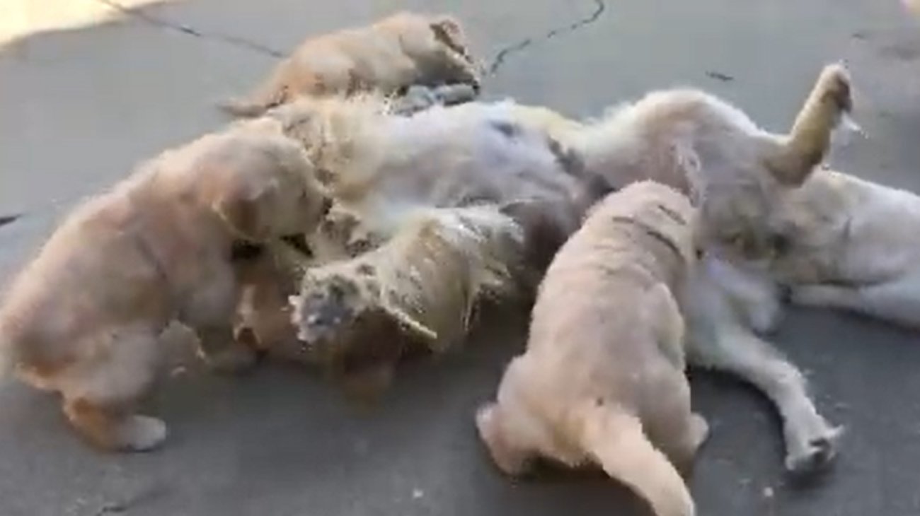 ゴールデンレトリーバー,動画