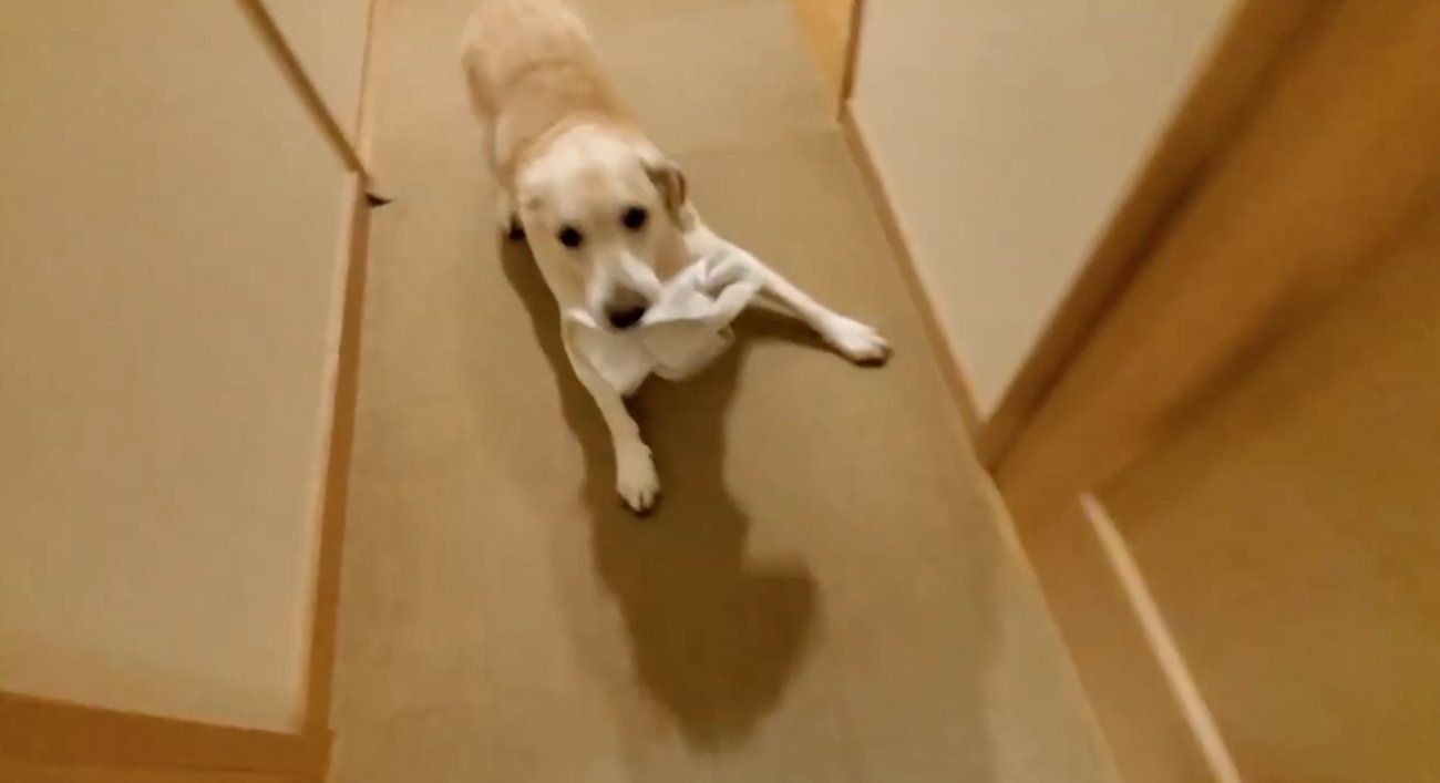 ラブラドールレトリーバー,動画