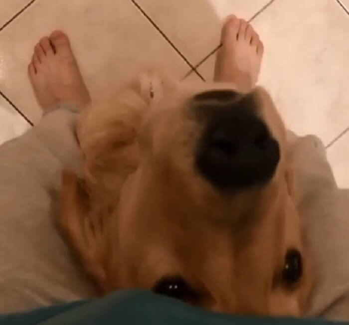 ゴールデンレトリーバー,動画