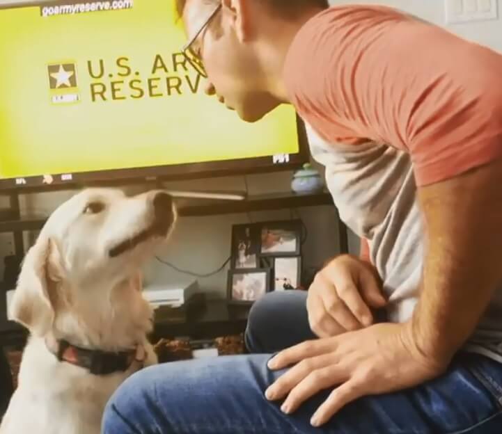 ゴールデンレトリーバー,動画