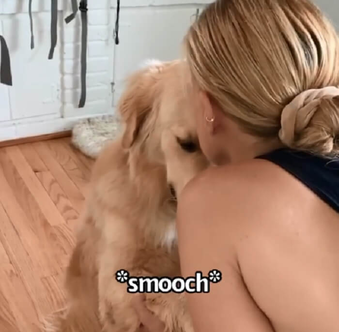 ゴールデンレトリーバー,動画