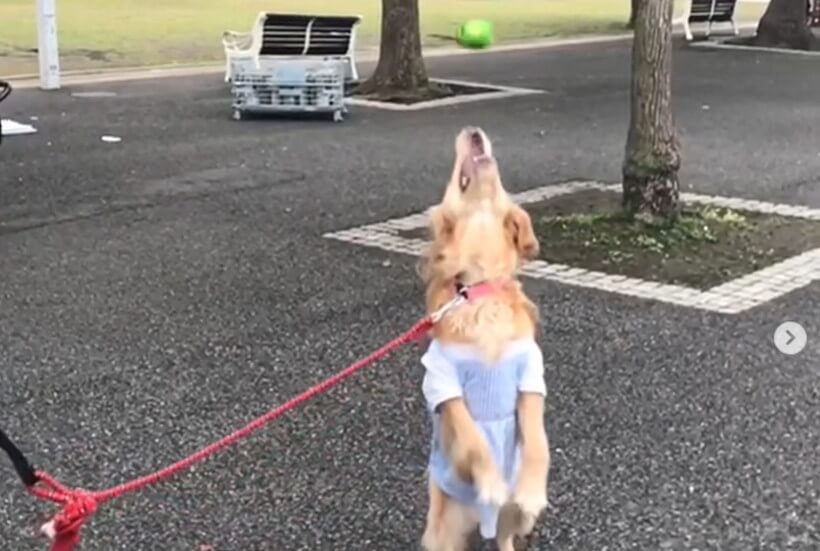 ゴールデンレトリーバー,動画