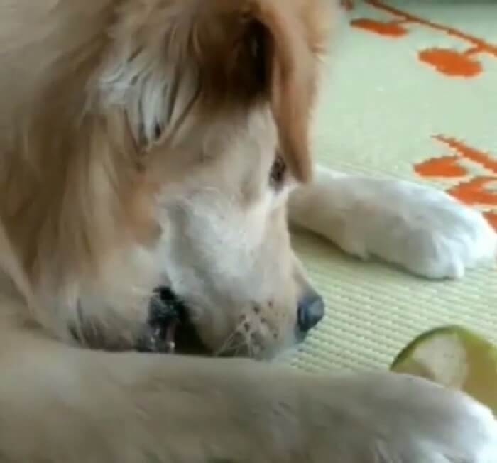 ゴールデンレトリーバー,動画