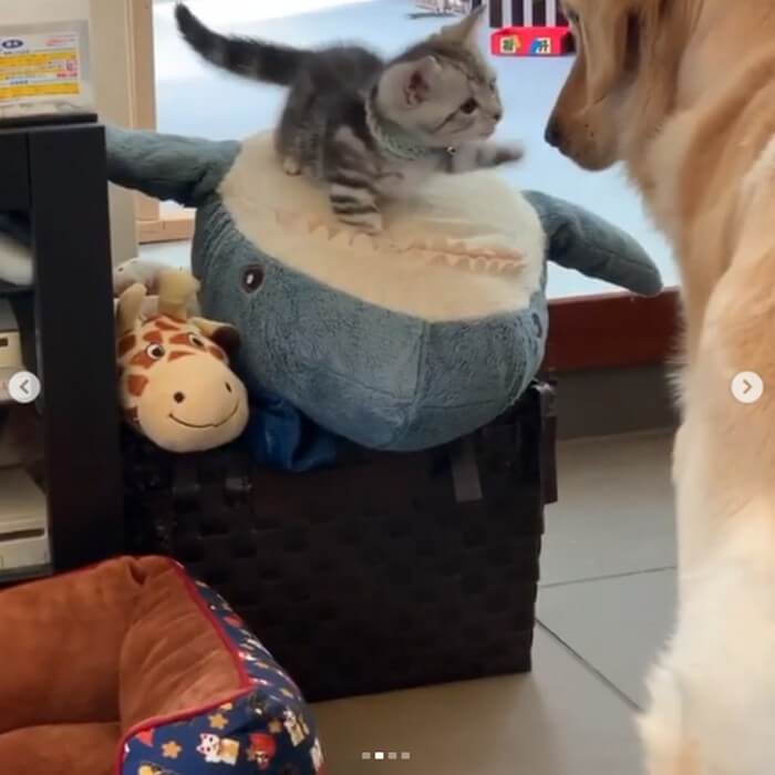 ゴールデンレトリーバー,動画