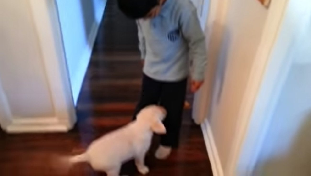 ラブラドールレトリーバー,動画