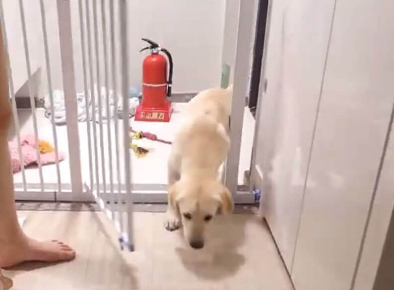 ラブラドールレトリーバー,動画