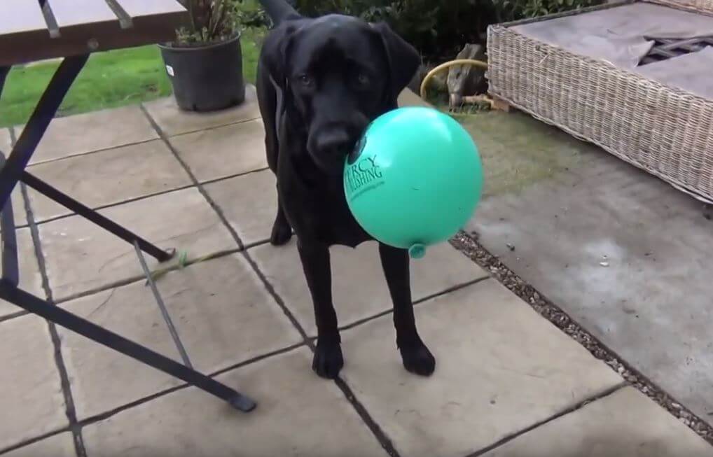 ラブラドールレトリーバー,動画