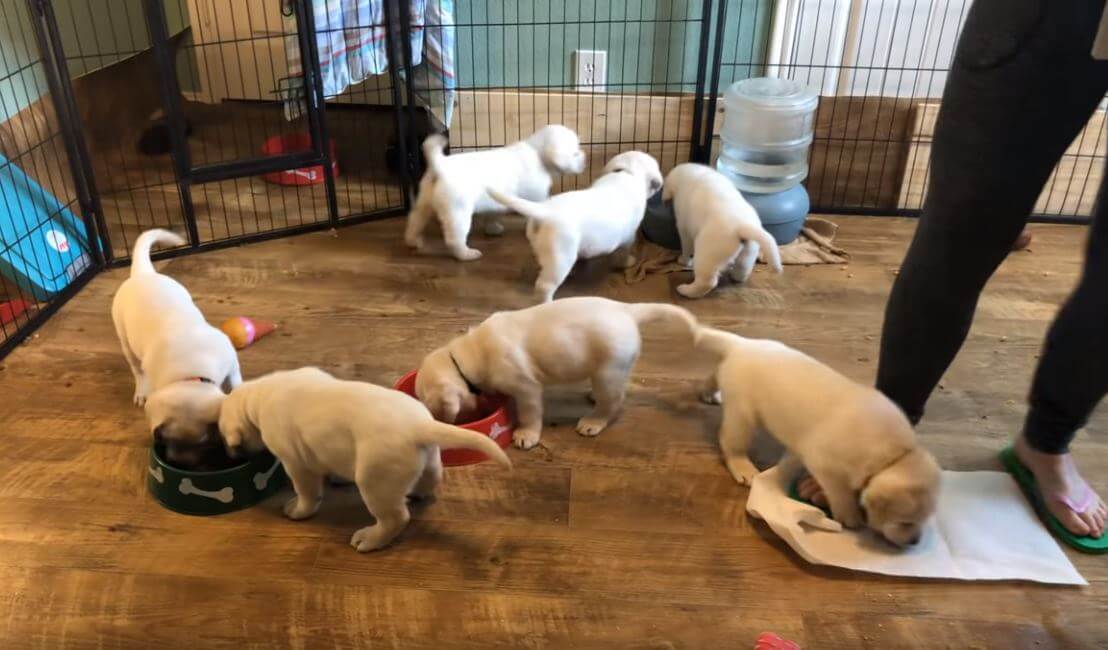 ラブラドールレトリーバー,動画