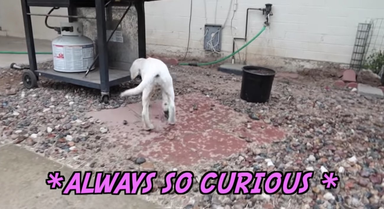 ラブラドールレトリーバー,動画