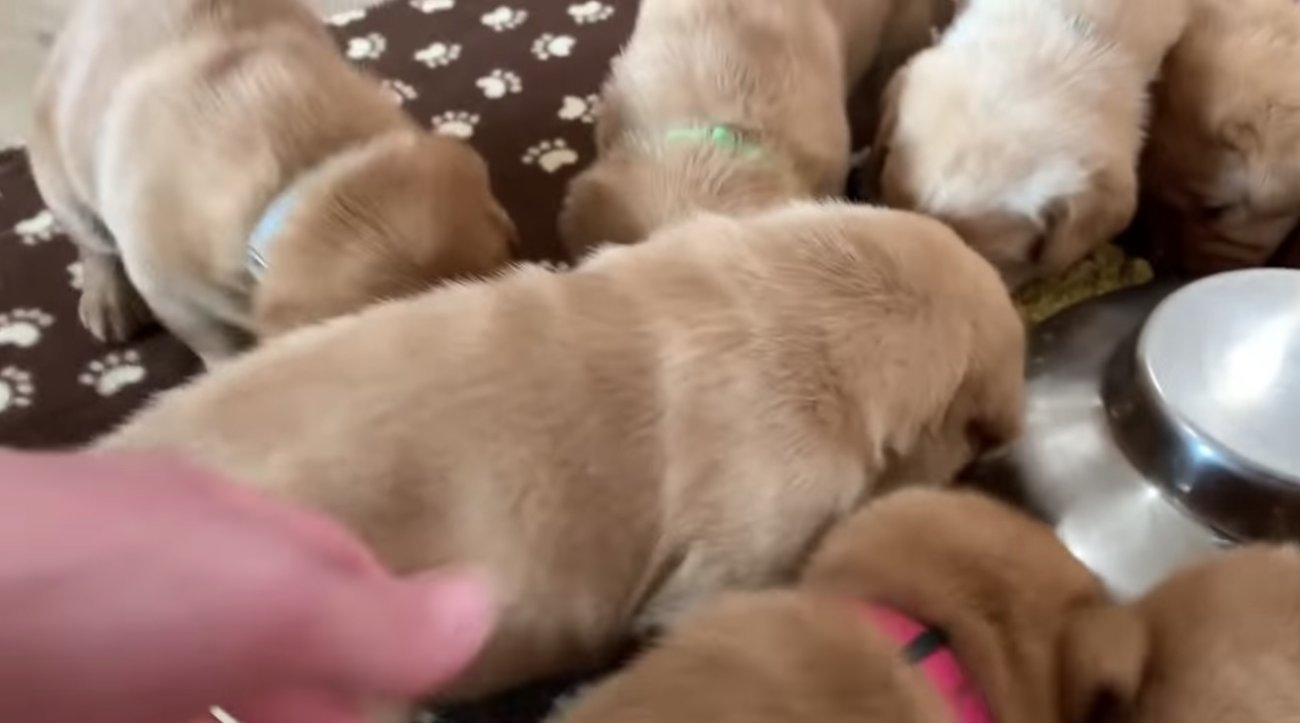 ラブラドールレトリーバー,動画