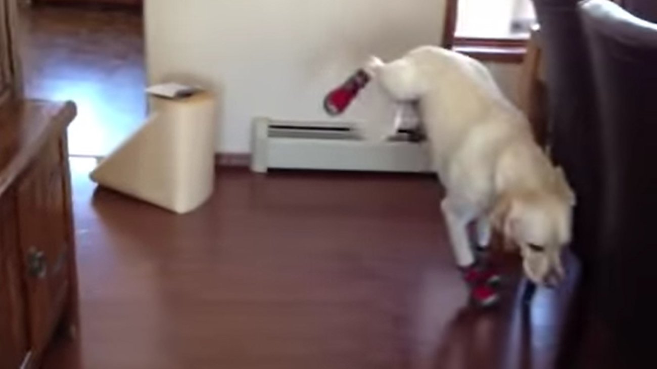 ラブラドールレトリーバー,動画