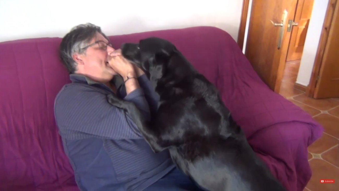 ラブラドールレトリーバー,動画