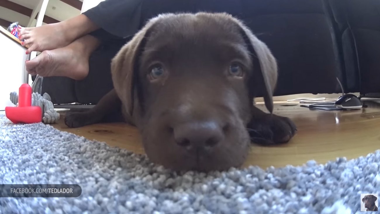 ラブラドールレトリーバー,動画