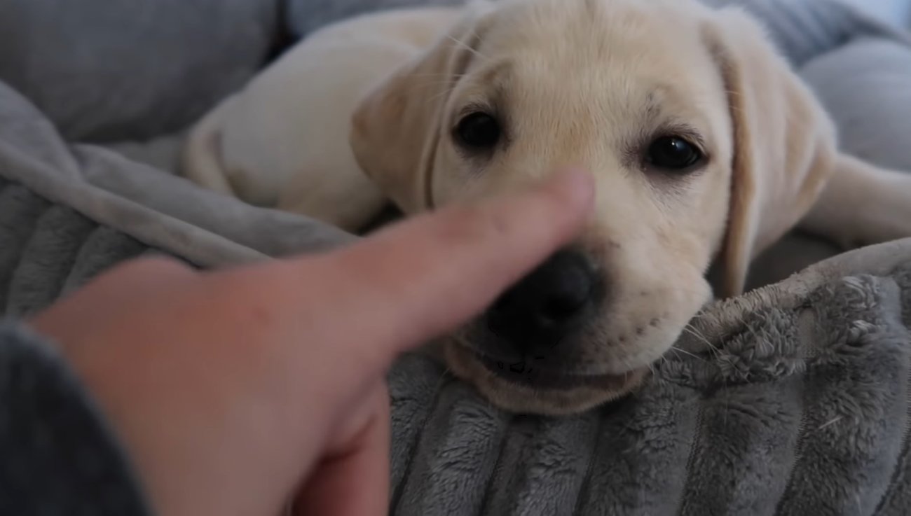 ラブラドールレトリーバー,動画