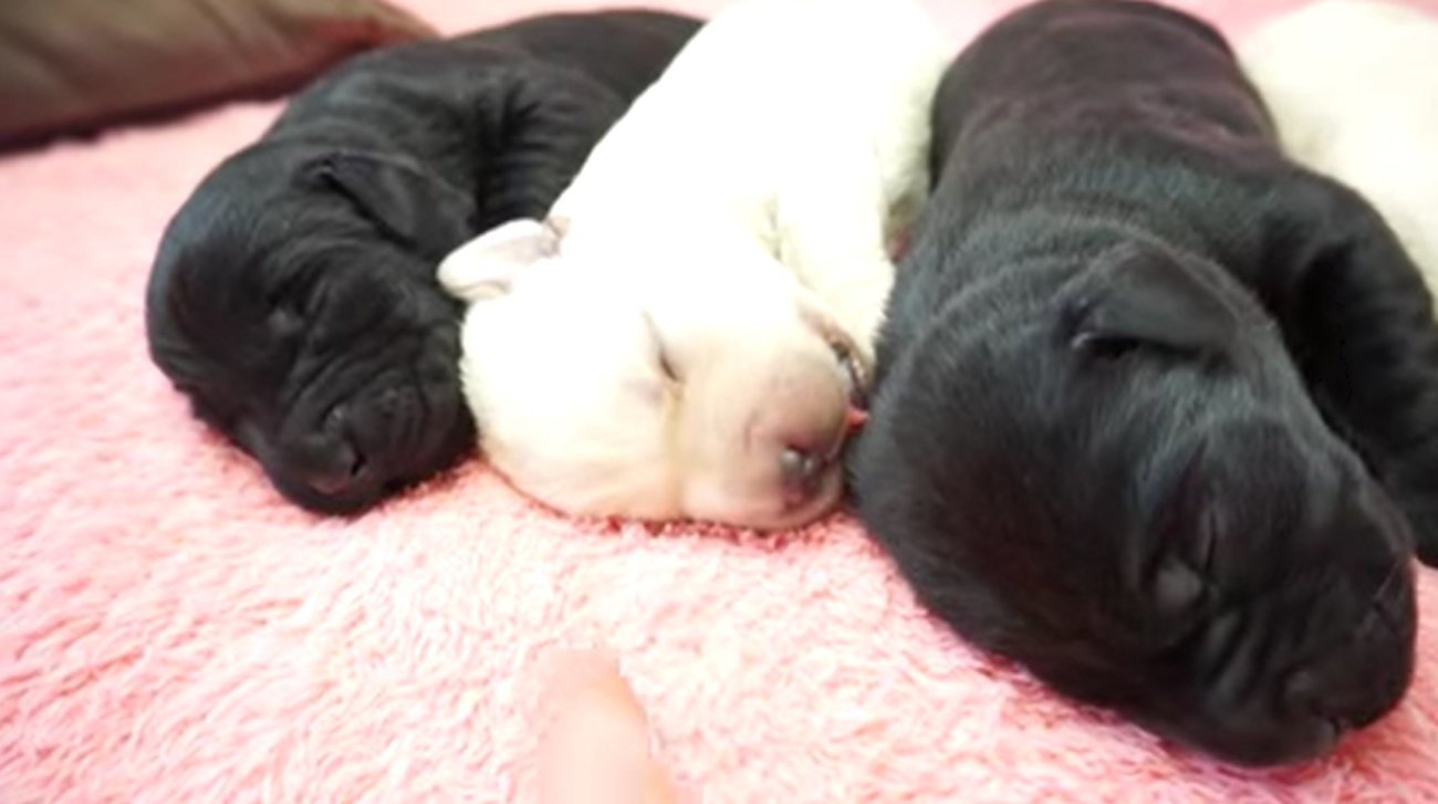 ラブラドールレトリーバー,動画