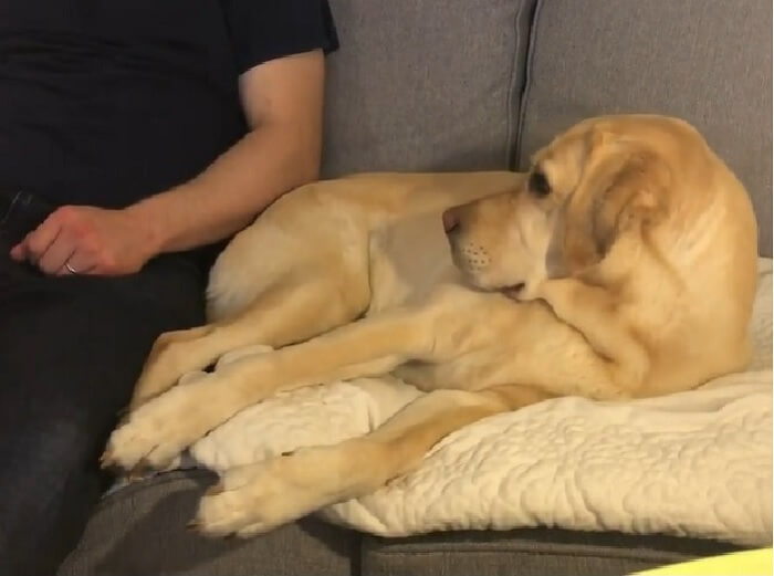 ラブラドールレトリーバー,動画