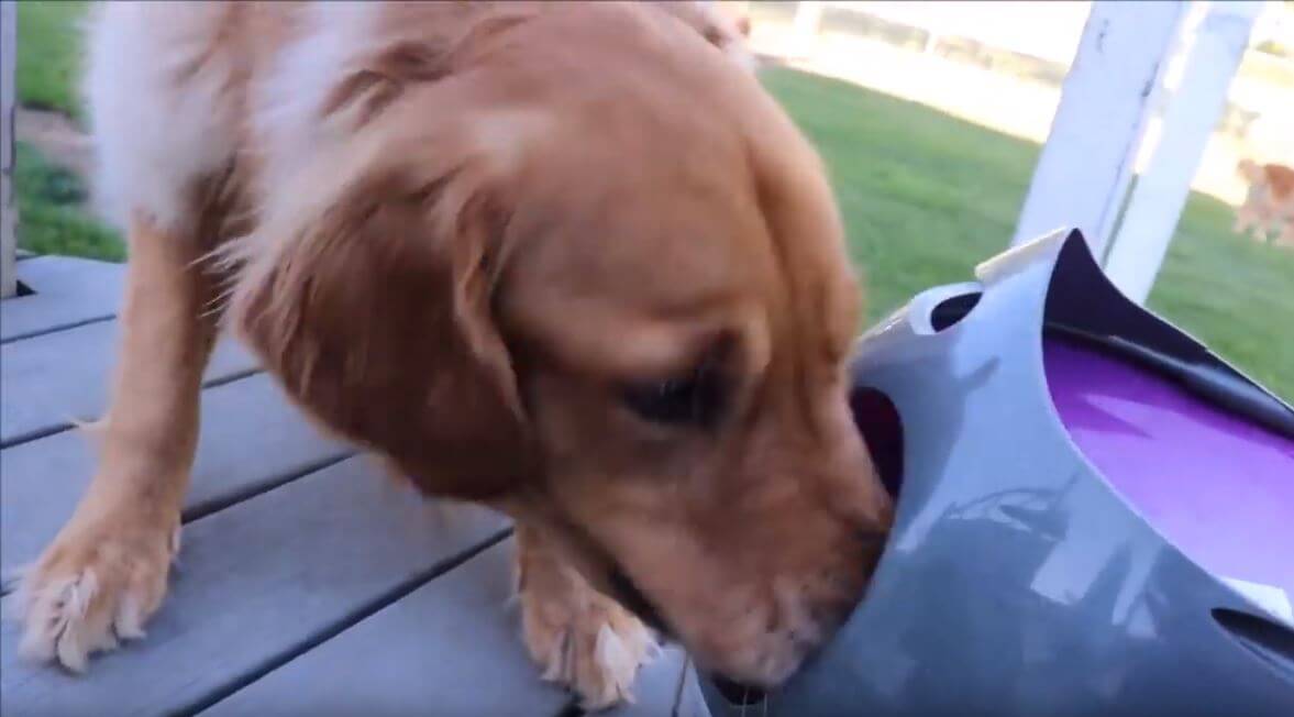 ゴールデンレトリーバー,動画