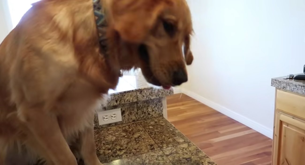 ゴールデンレトリーバー,動画