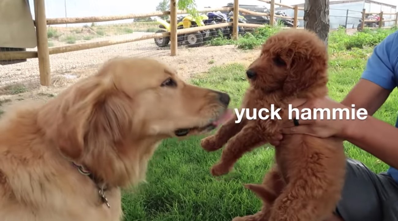 ゴールデンレトリーバー,動画