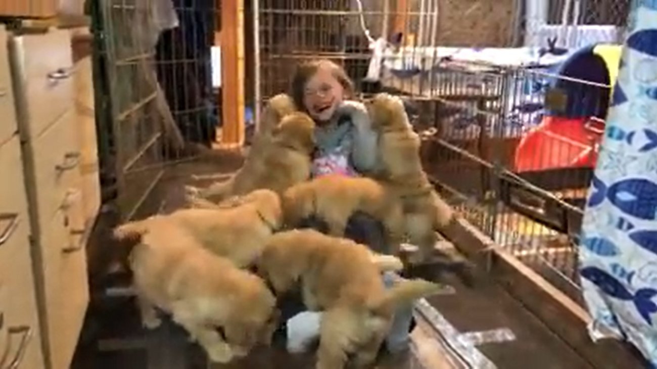 ゴールデンレトリーバー,動画