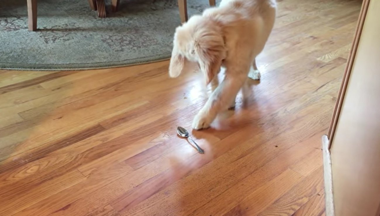 ゴールデンレトリーバー,動画