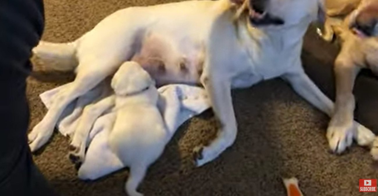 ラブラドールレトリーバー,動画