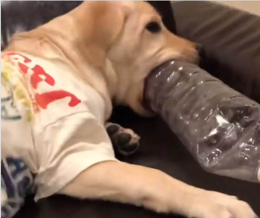 ラブラドールレトリーバー,動画