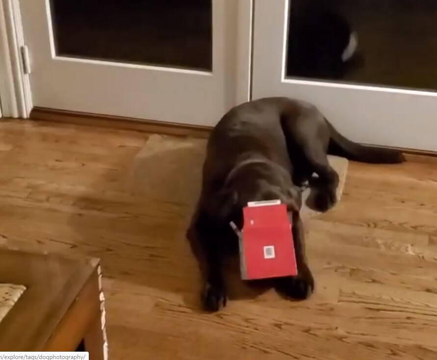 ラブラドールレトリーバー,動画