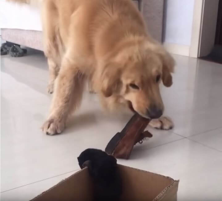 ゴールデンレトリーバー,動画