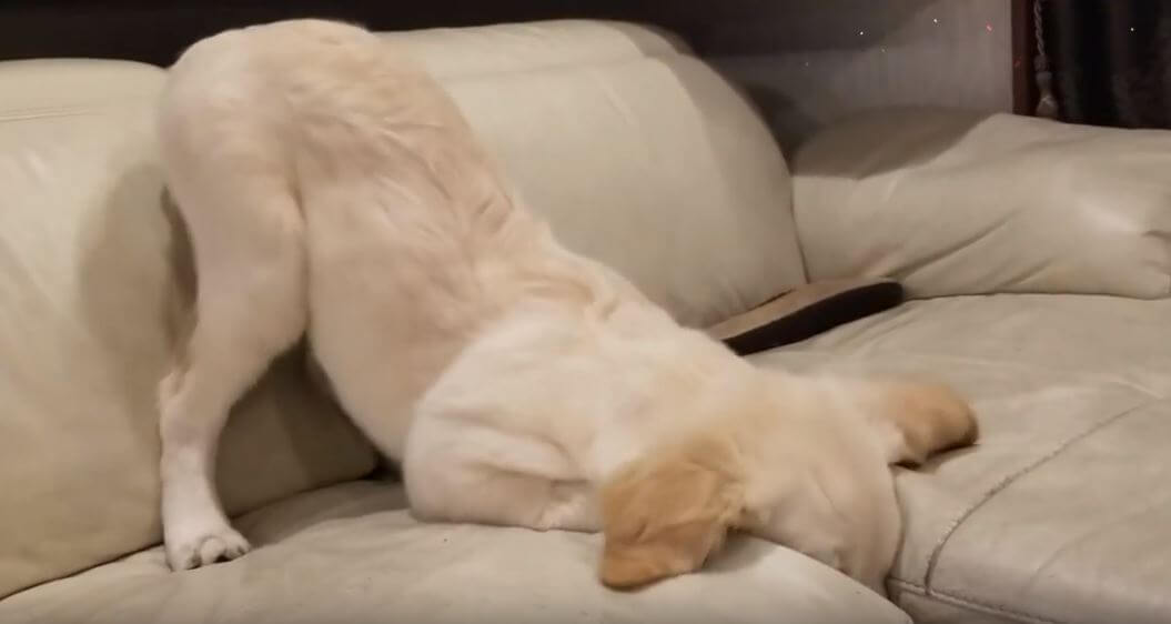 ゴールデンレトリーバー,動画