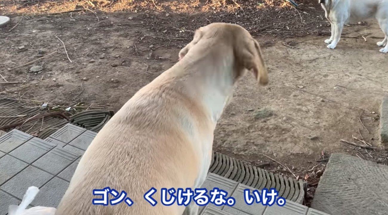 ラブラドールレトリーバー,動画