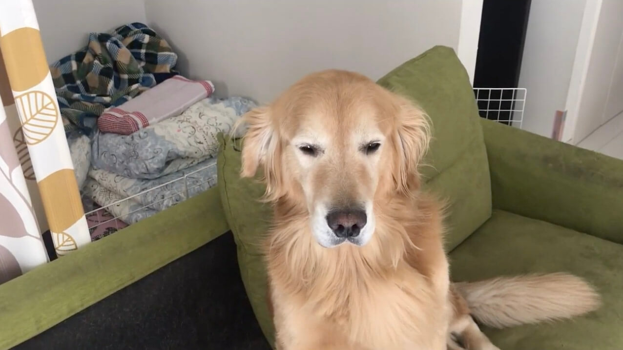 ゴールデンレトリーバー,動画