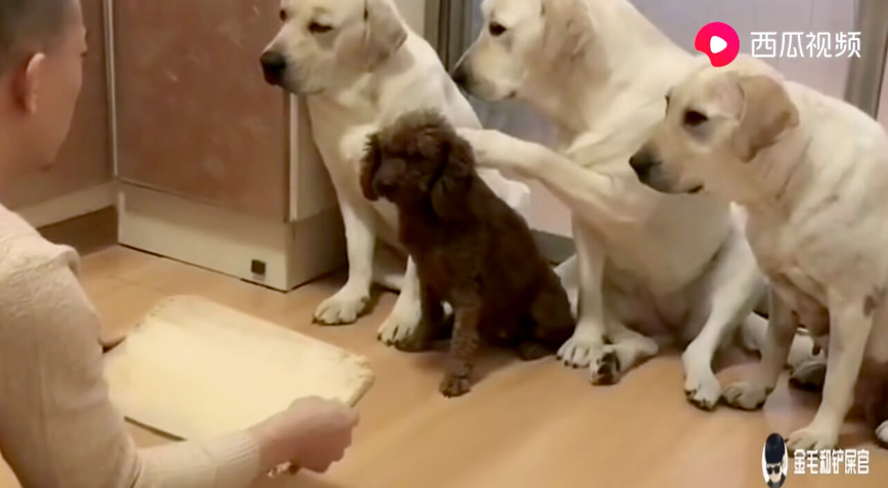 ラブラドールレトリーバー,動画