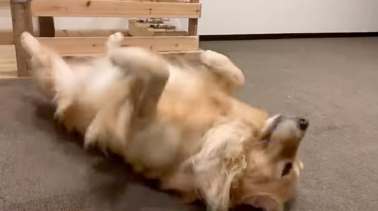 ゴールデンレトリーバー,動画