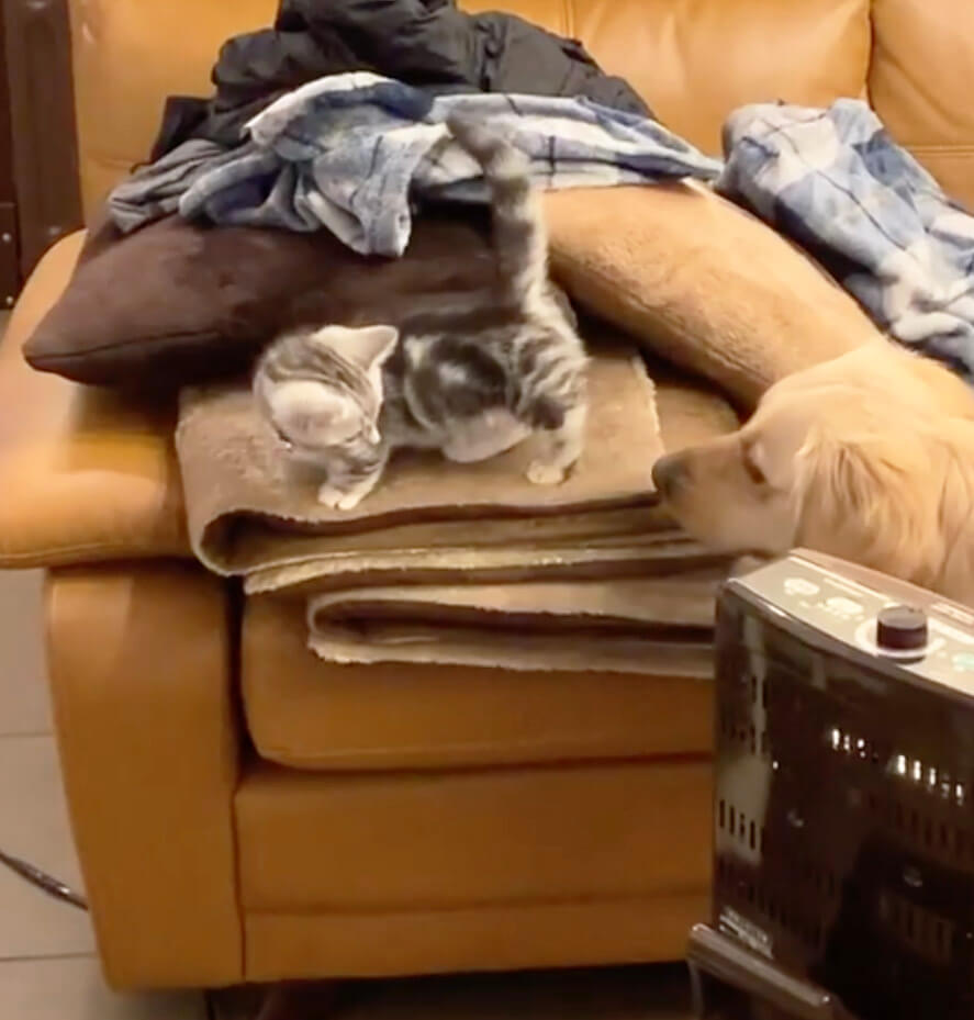 ゴールデンレトリーバー,動画