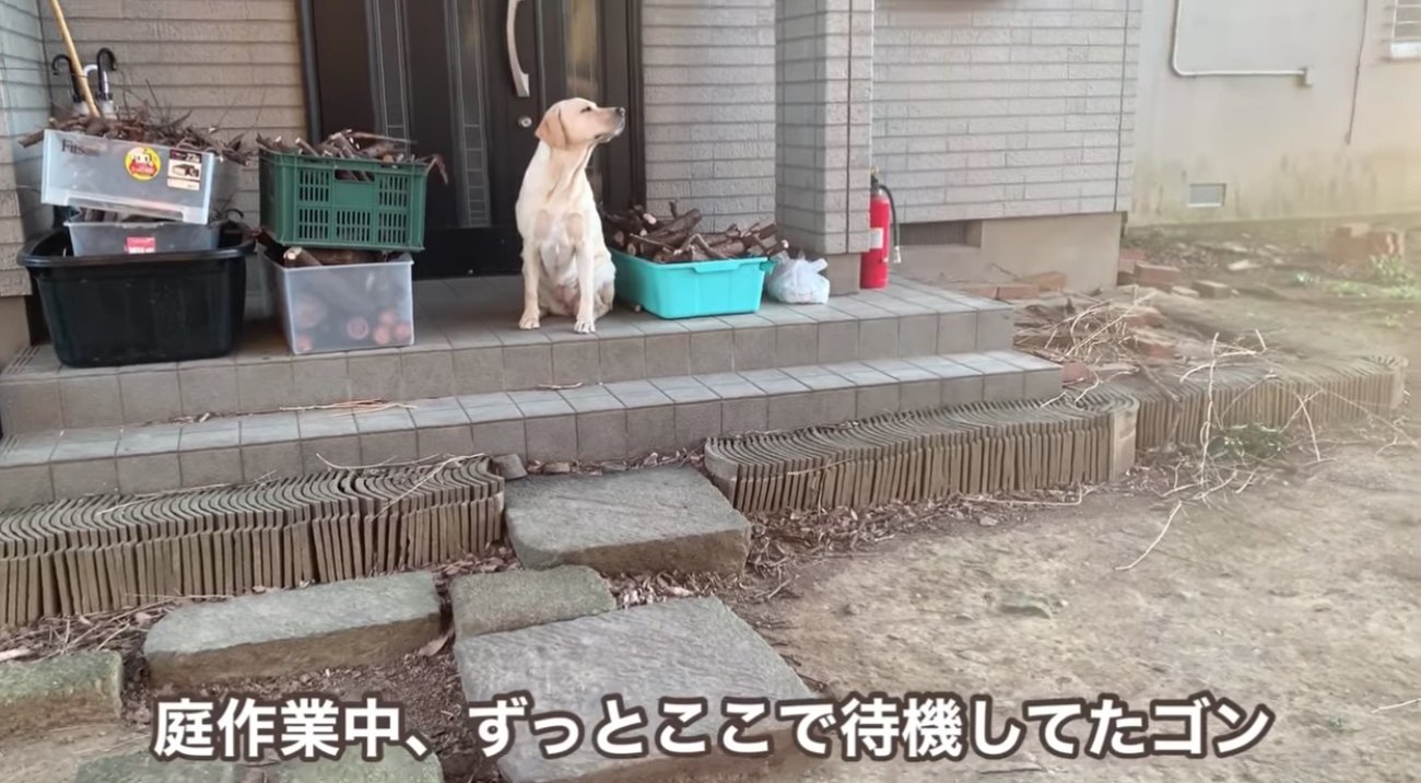 ラブラドールレトリーバー,動画