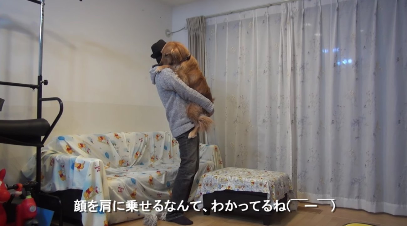 ゴールデンレトリーバー,動画