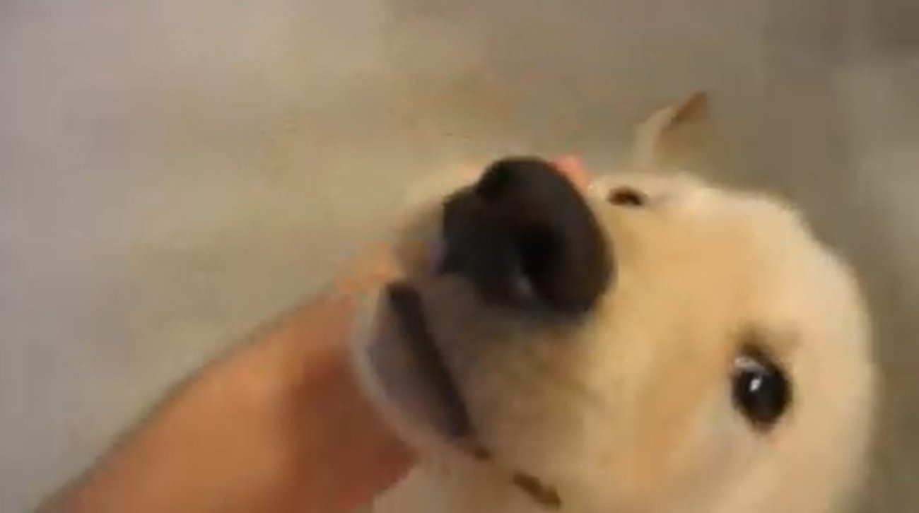 ゴールデンレトリーバー,動画