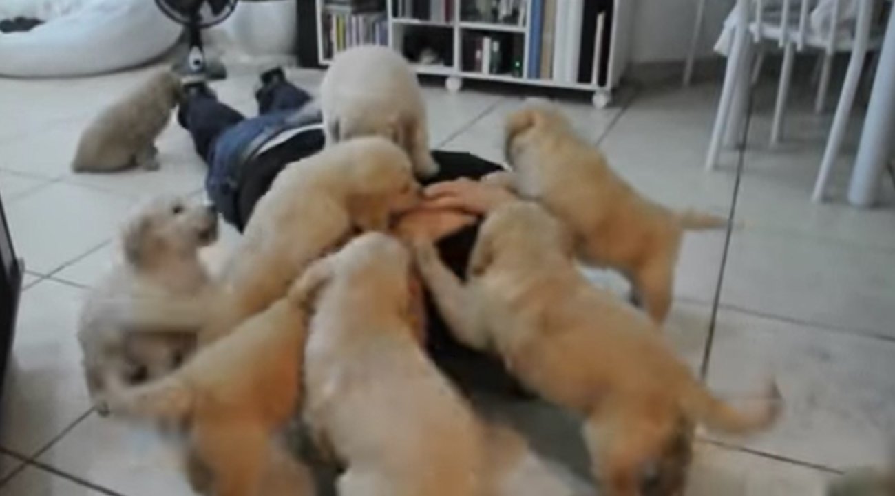 ゴールデンレトリーバー,動画