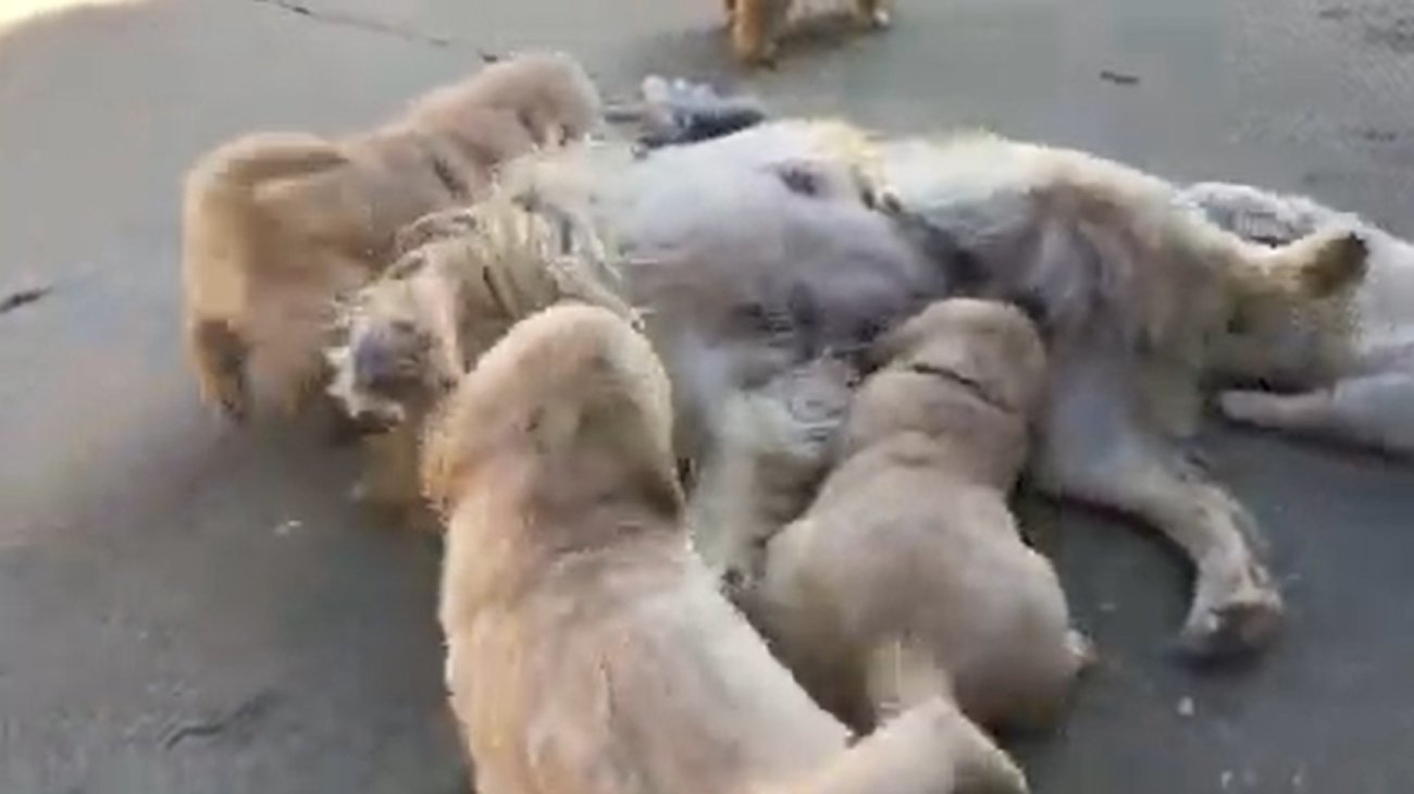 ゴールデンレトリーバー,動画