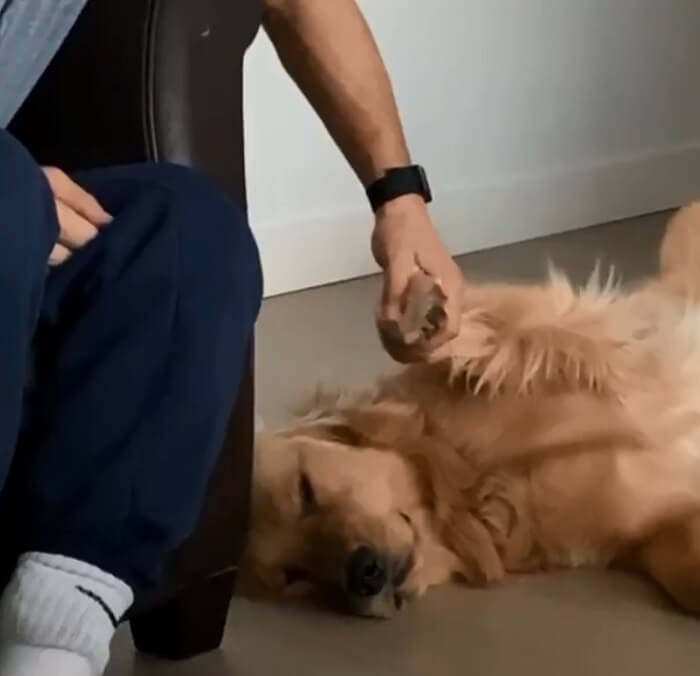 ゴールデンレトリーバー,動画