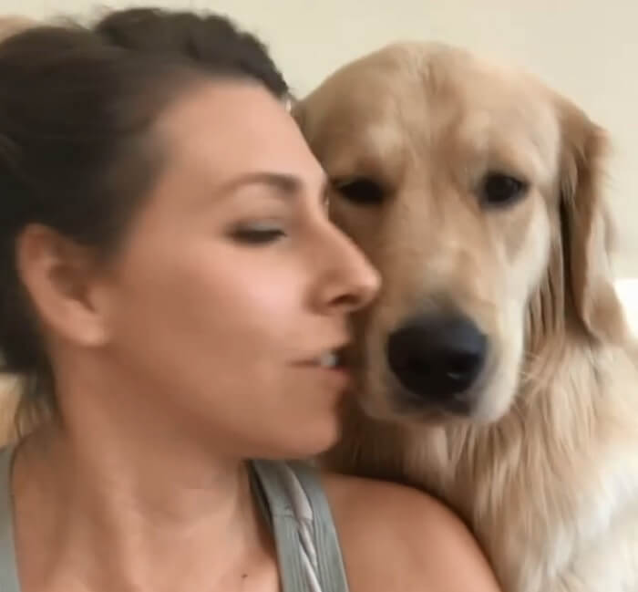 ゴールデンレトリーバー,動画