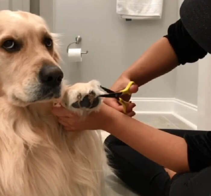 ゴールデンレトリーバー,動画