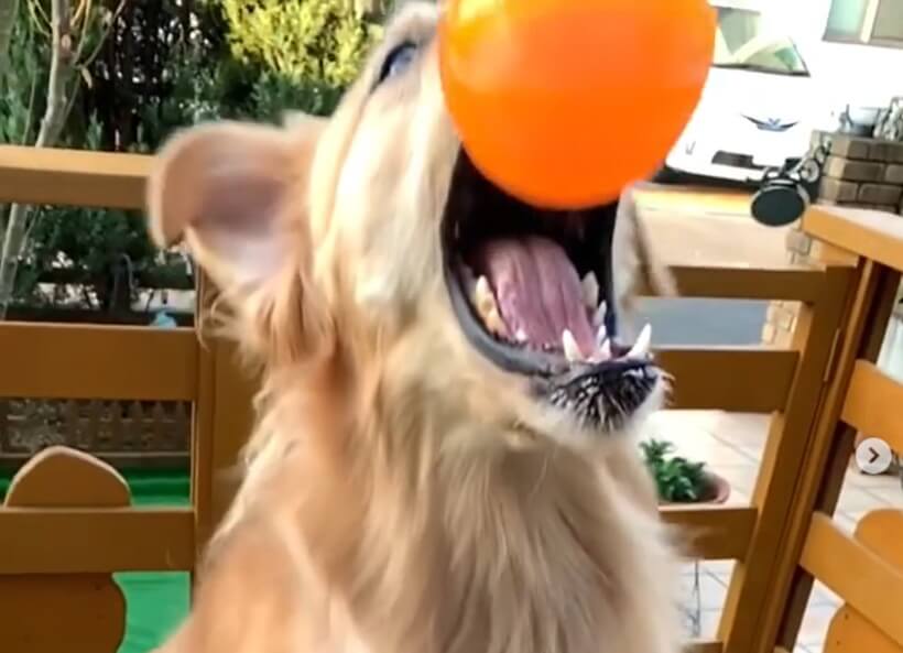 ゴールデンレトリーバー,動画