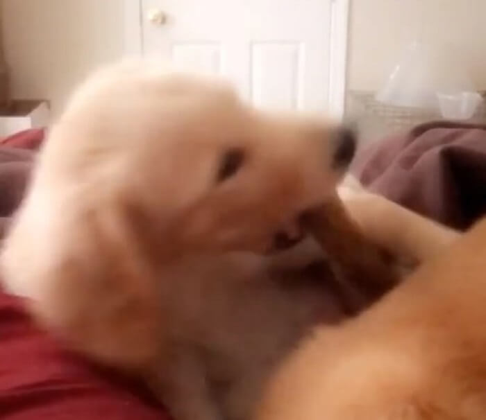 ゴールデンレトリーバー,動画