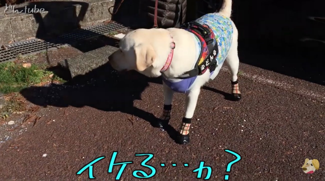 ラブラドールレトリーバー,動画