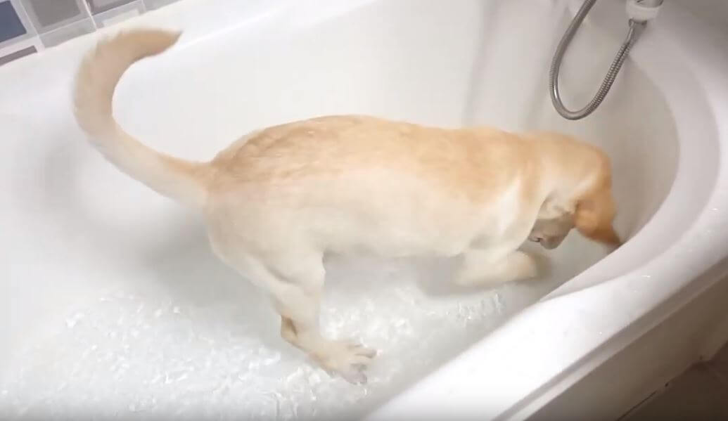 ラブラドールレトリーバー,動画