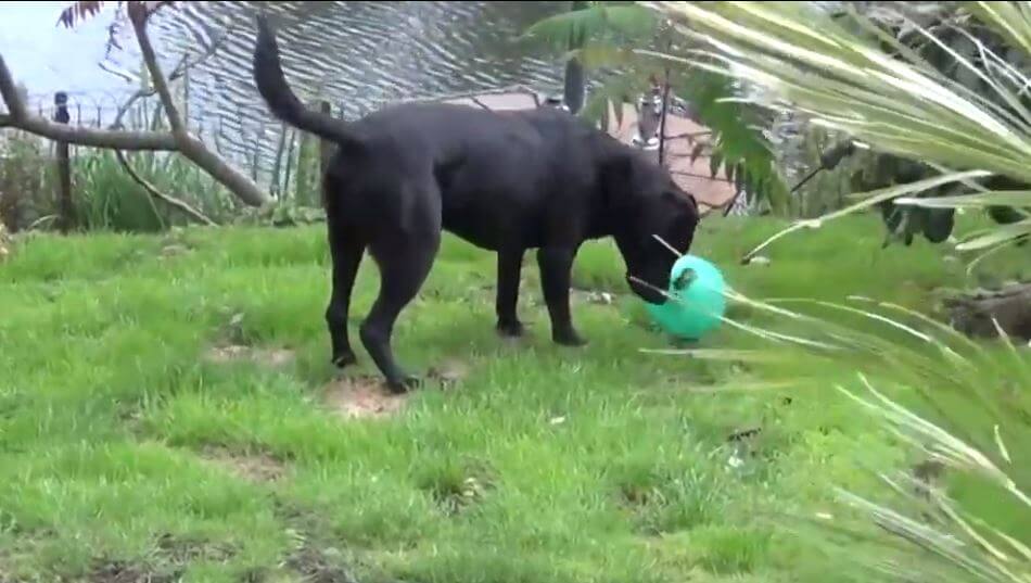 ラブラドールレトリーバー,動画