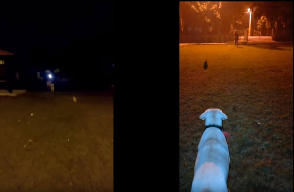 ラブラドールレトリーバー,動画