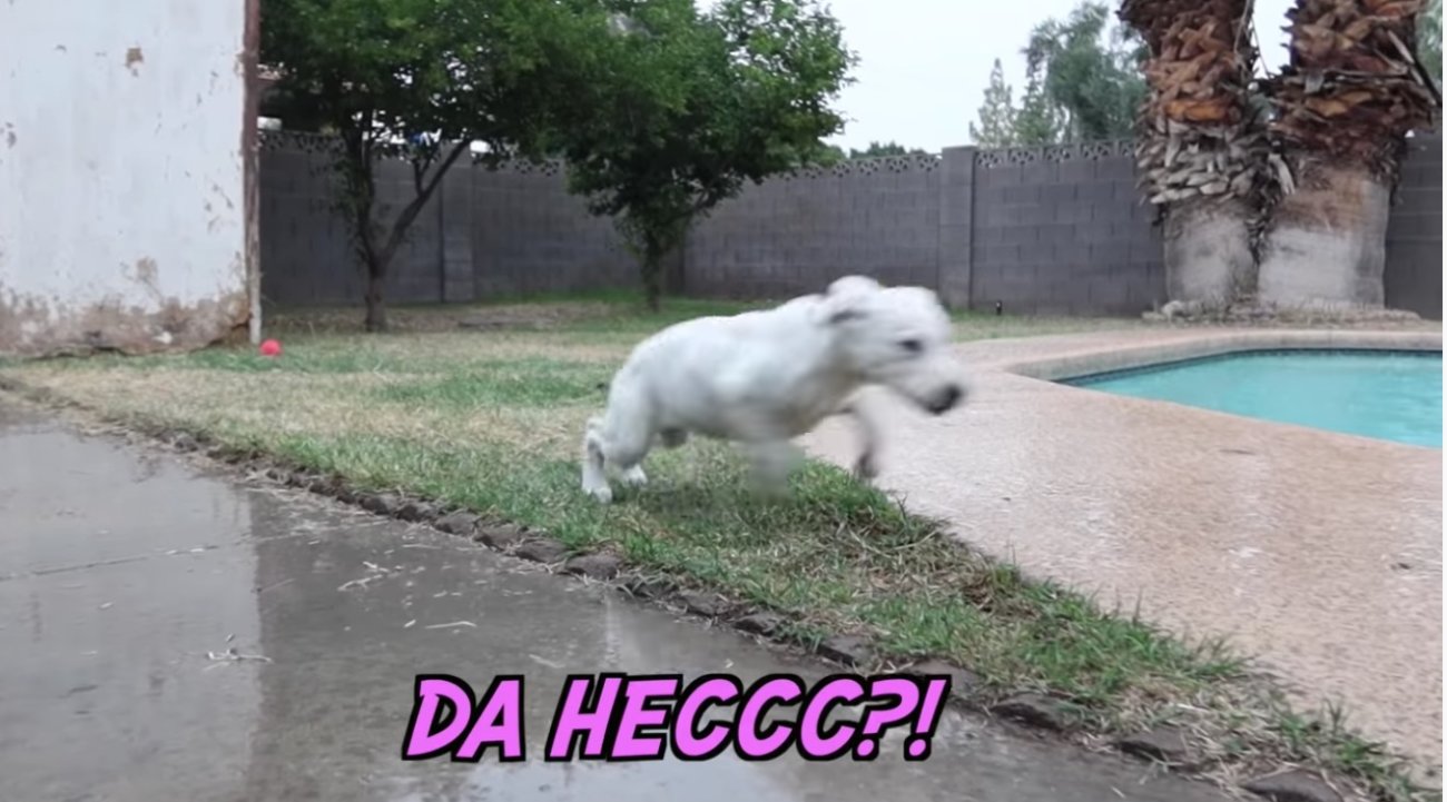 ラブラドールレトリーバー,動画